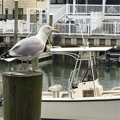 Sea Gull from the dock