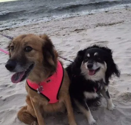 Dog-friendly beach (seasonal hours apply).