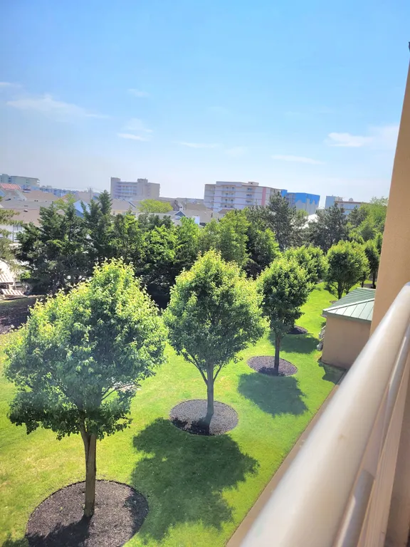 Outside Exterior Trees