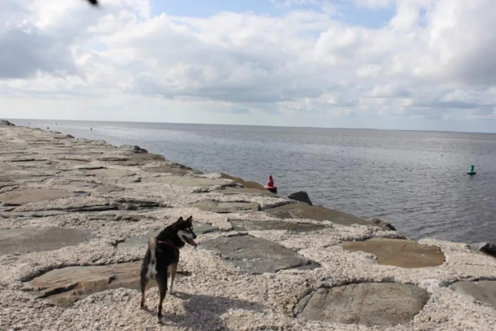 Rocky on the jetty 