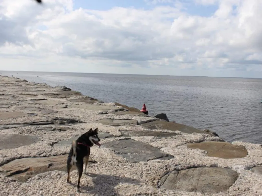 Rocky on the jetty 