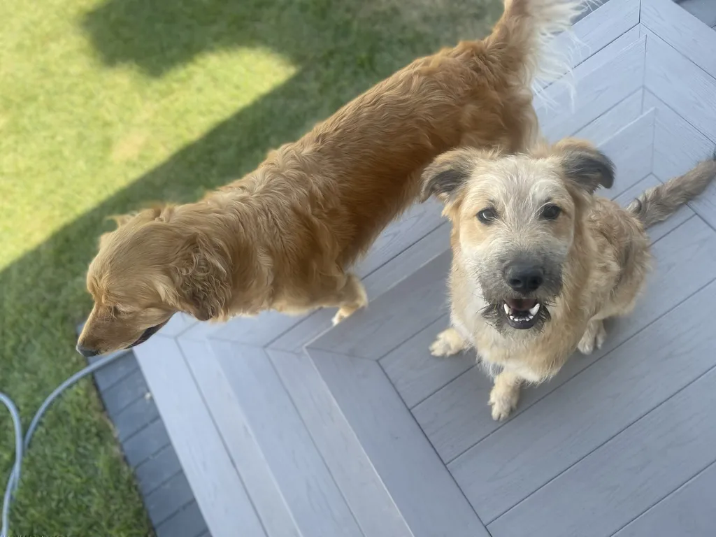 dogs welcome of all sizes!