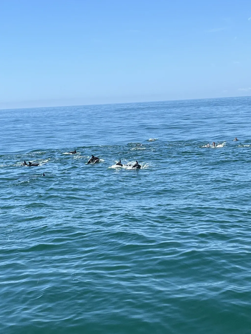 Dolphins frolicking in the water - taken from the Whale and Dolphin Research boat