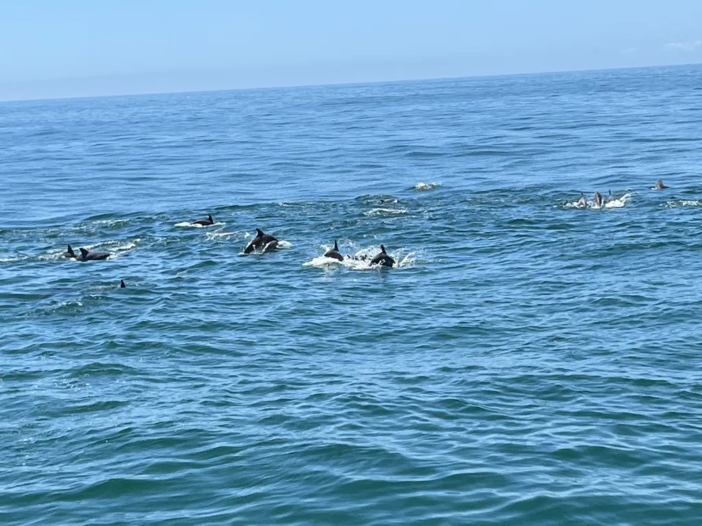 Dolphins frolicking in the water - taken from the Whale and Dolphin Research boat