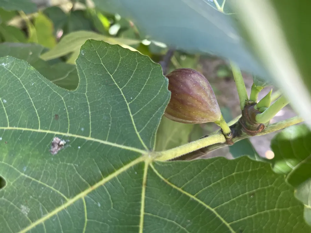 AYCE figs (late summer)