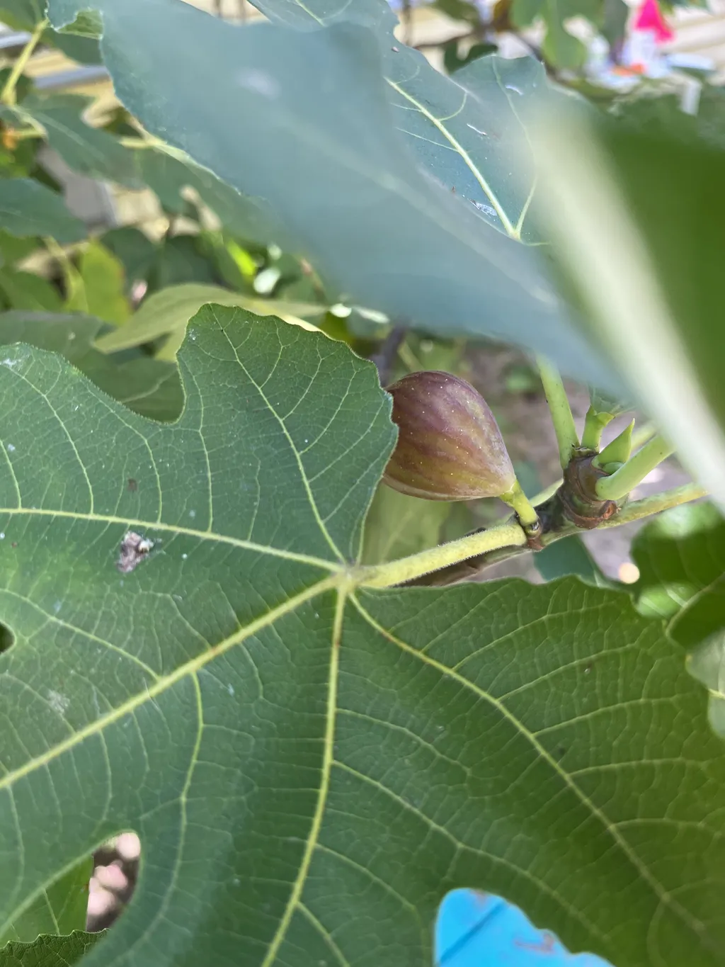 AYCE figs (late summer)